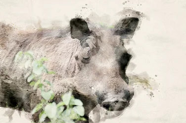 Portret van een wrattenzwijn in aquarel