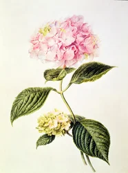 PD.64-1975 Hortensia
