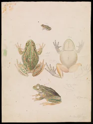 Bromvogel, Litoria raniformis