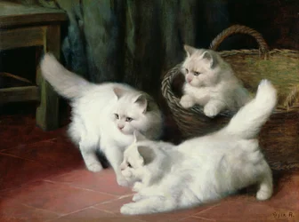 Drie witte Angora-kittens