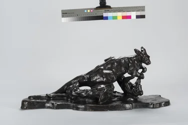 Kangoeroe en hond