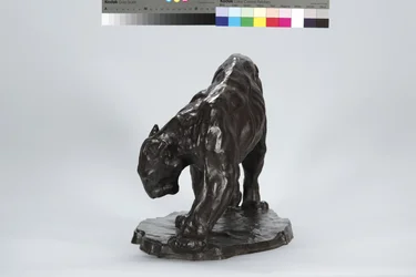 Grote Puma die een Os Spoor Ruikt