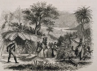 Koffieplantage in Brazilië