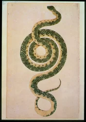 Slang (gravure)