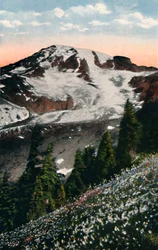 Lawinelelies, groeiend op Mount Rainier, c1916