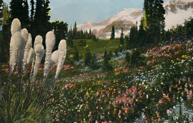 Indiaans mandengras in Nationaal park Mount Rainier, circa 1916