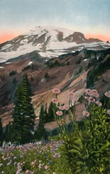 Paarse asters in Mount Rainier National Park, circa 1916
