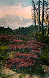 Paarse heide groeiend op Mount Rainier in Mount Rainier National Park, ca. 1916
