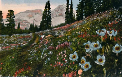 De anemoon in Mount Rainier National Park, circa 1916