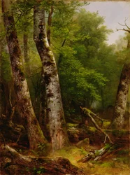 Berken en Esdoorns
