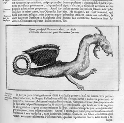 Draak, 1678
