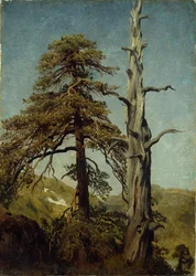 Studie van bomen