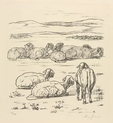Schapen
