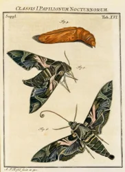 Vlinder Daphnis neri