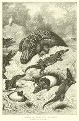 Een broedsel van alligators dat uitkomt