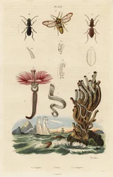 Pluimworm, horzelmot en kevers