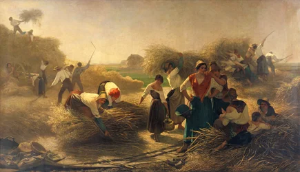 Koolzaad Dorsen in de Velden van Lille