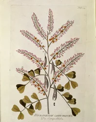 Botanisch: 