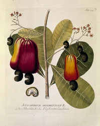 Botanisch: Cashewnoten