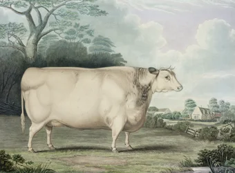 De bekroonde korthornige koe van Habertoft, gegraveerd door C. Hunt, 1842