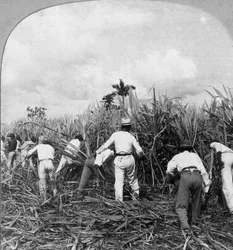 Suikerriet oogsten, Rio Pedro, Puerto Rico