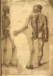 Add. 5259, f.19, Menselijk skelet en halve figuur, uit 