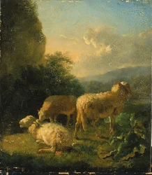 Schapen