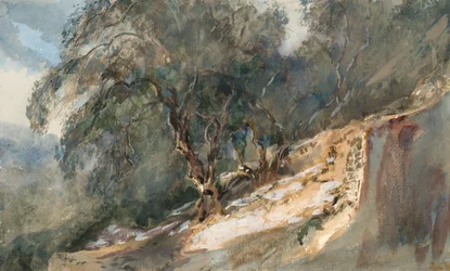 Landschap: Bomen met knoestige stammen