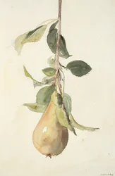 Peer