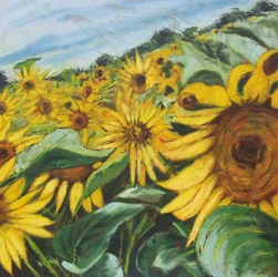 Goudkleurig zonnebloemenveld