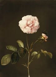 Een Gallica-roos met een hommel