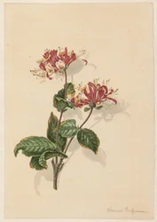 Tak wilde kamperfoelie (Lonicera periclymenum)
