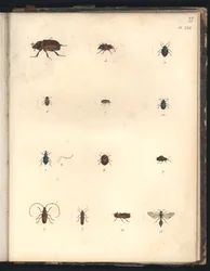 Kevers en wespen, pl. XXII, illustratie uit “Verzameling van waarnemingen over zoölogie en vergelijkende anatomie, gedaan in de Atlantische Oceaan, in het binnenland van het nieuwe continent en in de Zuidzee pend”