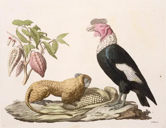 Leeuwenaap en condor, inheems in Chili of Ecuador, uit 