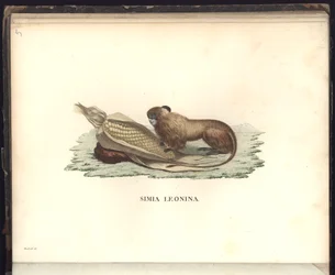 Simia leonina, Pl.V, illustratie uit Beobachtungen aus der Zoologie und Vergleichenden Anatomie