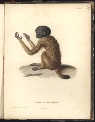 Simia melanocephala, Pl. XXIX, staal gegraveerd door Louis Bouquet (1765-1814) naar een gravure van Nicola Huet (1770-1827), illustratie uit Recueil d
