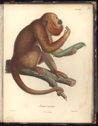 Simia ursina, Pl.XXX, illustratie uit Recueil d