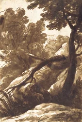 Boslandschap