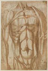 Studie van een gevild torso, 1554