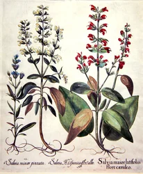 Soorten Salvia (handgekleurde gravure)