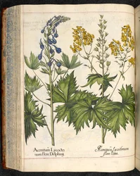 Aconitum lycoctonum (Wolfskruid) uit Hortus Eystettensis, Basilius Besler
