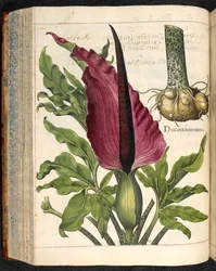 Dracontium Maius, uit Hortus Eystettensis, door Basilius Besler