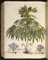 Helleboraster maximus, uit Hortus Eystettensis, ... Basilius Besler