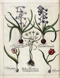 Hyacint en tulp, uit 