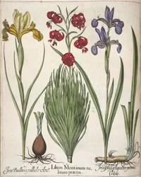 Iris, uit 