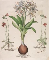 Lilio Narcissus Hemerocalli