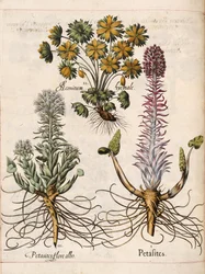 Petasites, uit 