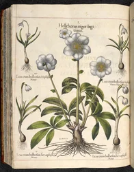 Plaat 29: Helleborus niger, Hortus Eystettensis, Basilius Besler