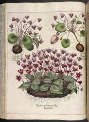 Plate 348: Cyclamen, Hortus Eystettensis, Basilius Besler, 1613