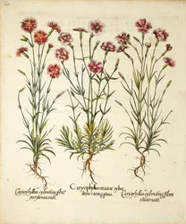 Variëteiten van Caryophyllus Sylvestris gepubliceerd in Hortus Eystettensis